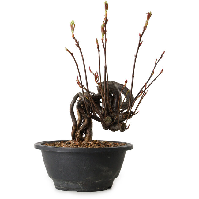 Pourthiaea villosa, 23 cm, ± 8 anni