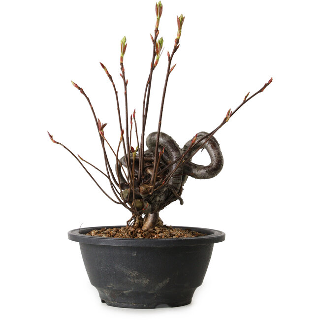 Pourthiaea villosa, 23 cm, ± 8 anni