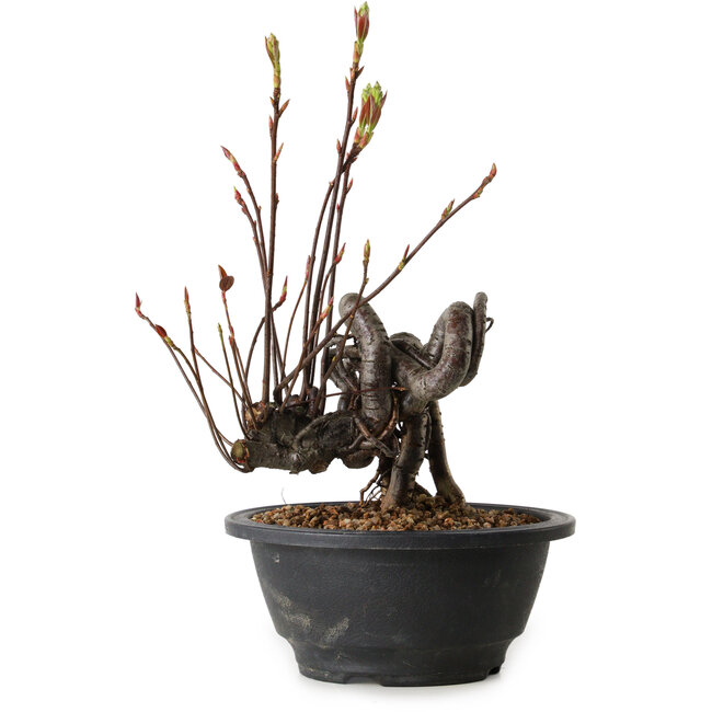 Pourthiaea villosa, 23 cm, ± 8 anni