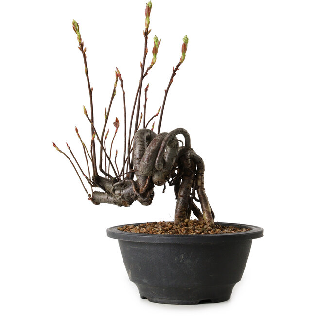 Pourthiaea villosa, 23 cm, ± 8 años de edad