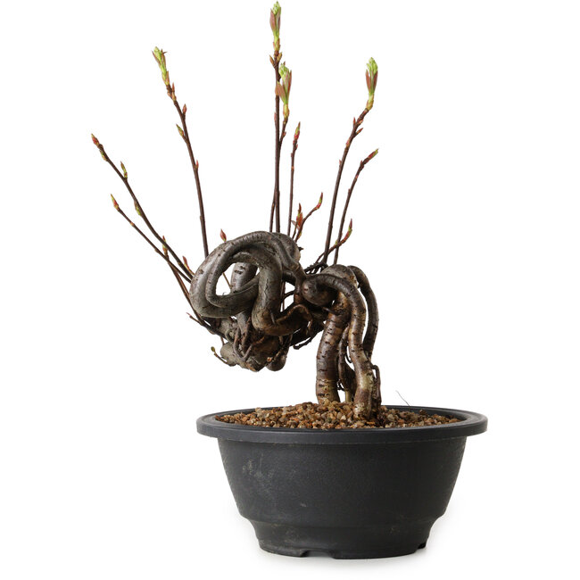 Pourthiaea villosa, 23 cm, ± 8 ans