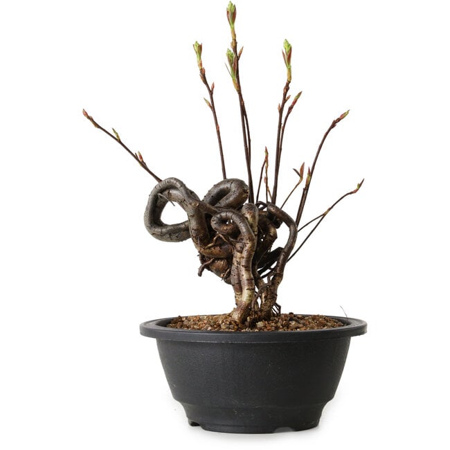 Pourthiaea villosa, 23 cm, ± 8 años de edad