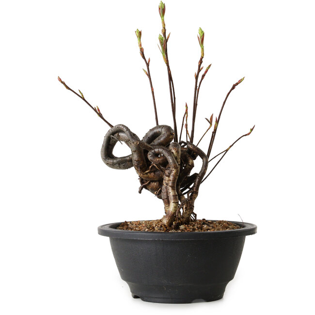 Pourthiaea villosa, 23 cm, ± 8 years old