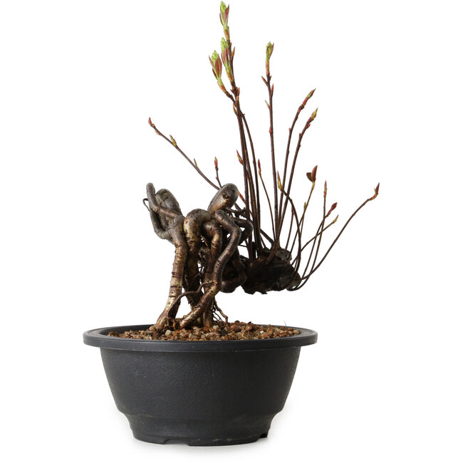 Pourthiaea villosa, 23 cm, ± 8 jaar oud