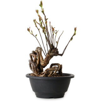 Pourthiaea villosa, 24 cm, ± 8 Jahre alt