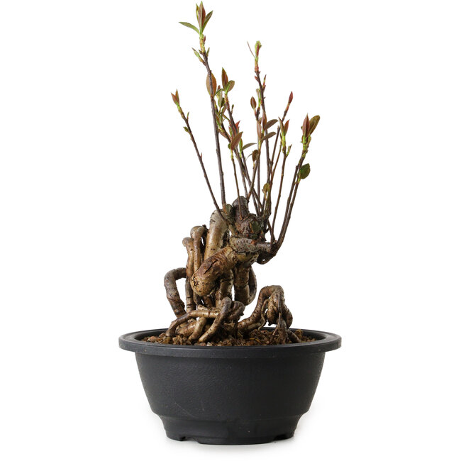 Pourthiaea villosa, 24 cm, ± 8 años de edad