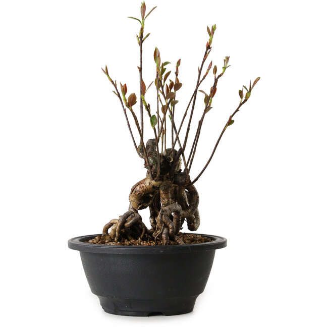 Pourthiaea villosa, 24 cm, ± 8 years old