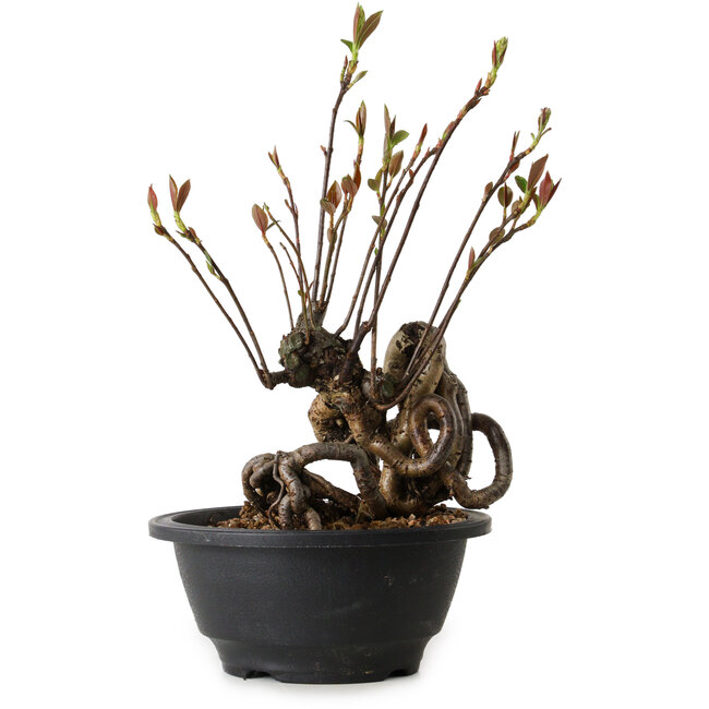 Pourthiaea villosa, 24 cm, ± 8 years old