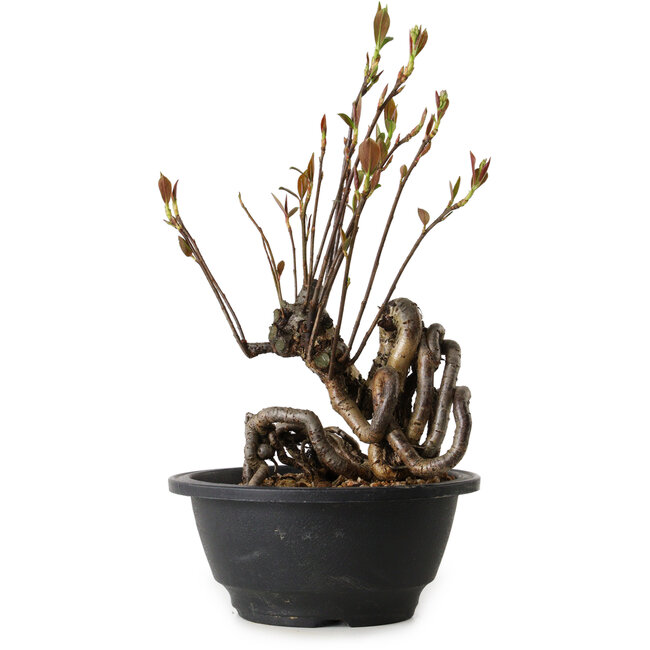 Pourthiaea villosa, 24 cm, ± 8 años de edad