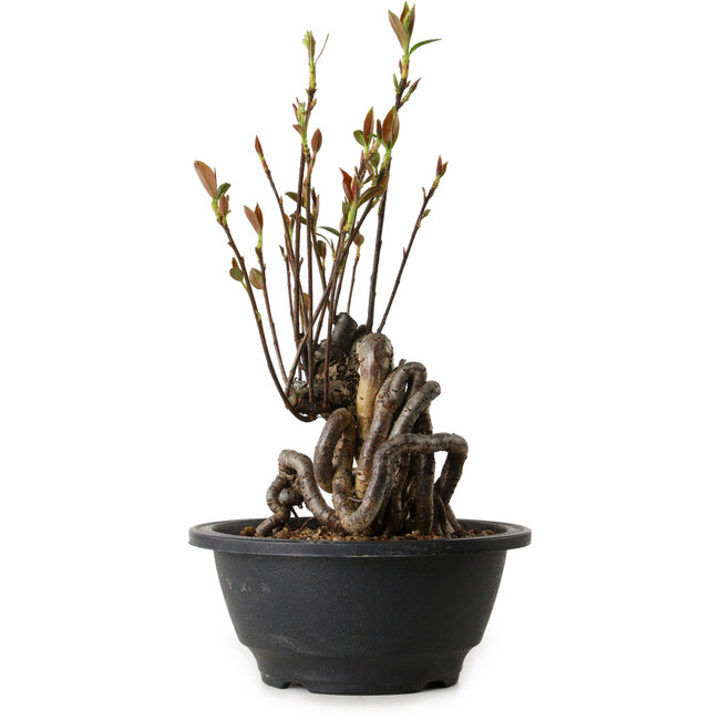 Pourthiaea villosa, 24 cm, ± 8 años de edad