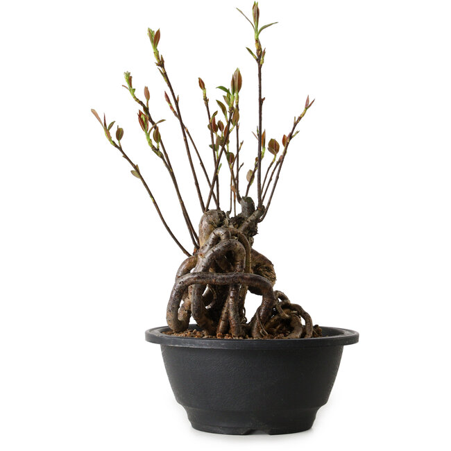 Pourthiaea villosa, 24 cm, ± 8 ans