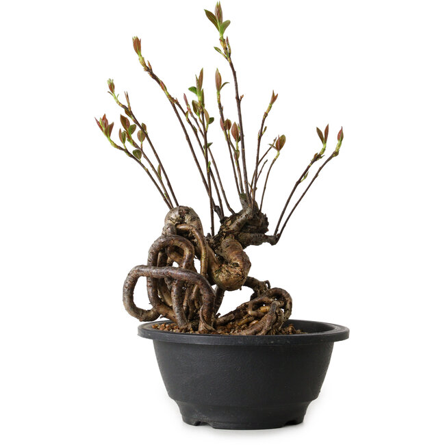 Pourthiaea villosa, 24 cm, ± 8 anni