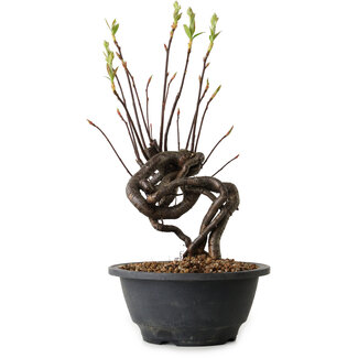 Pourthiaea villosa, 29 cm, ± 8 años de edad