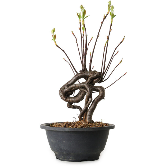 Pourthiaea villosa, 29 cm, ± 8 ans