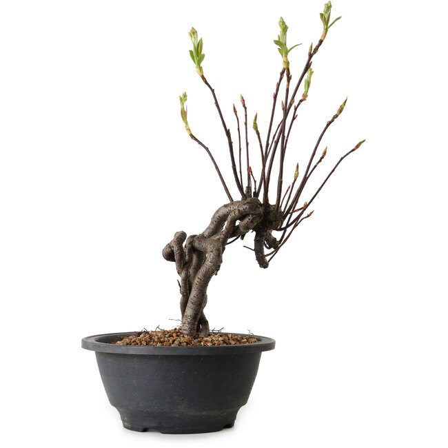 Pourthiaea villosa, 29 cm, ± 8 jaar oud