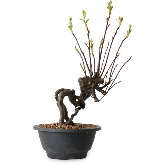 Pourthiaea villosa, 29 cm, ± 8 jaar oud