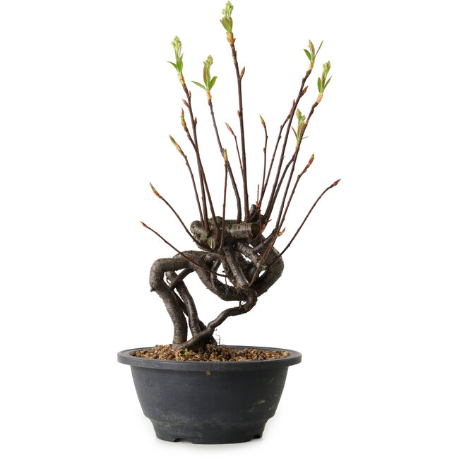 Pourthiaea villosa, 29 cm, ± 8 años de edad