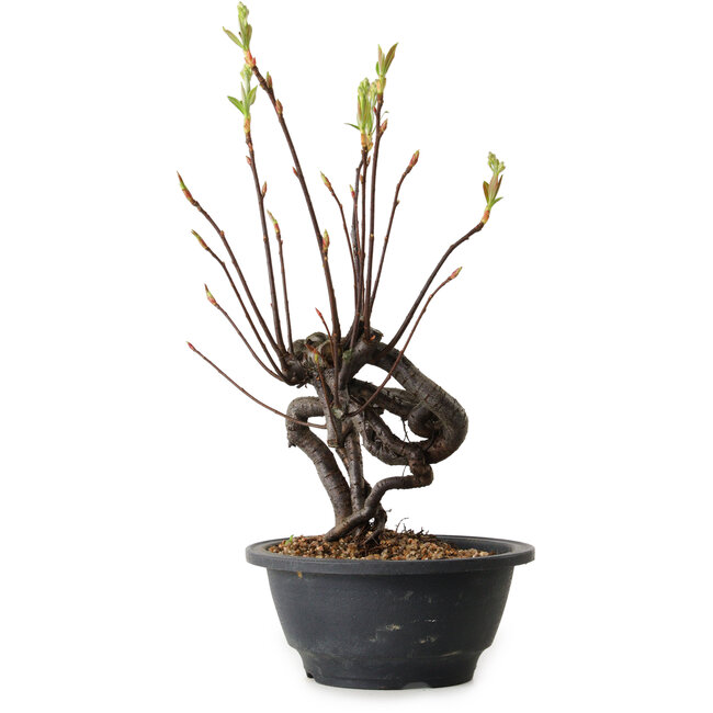 Pourthiaea villosa, 29 cm, ± 8 ans