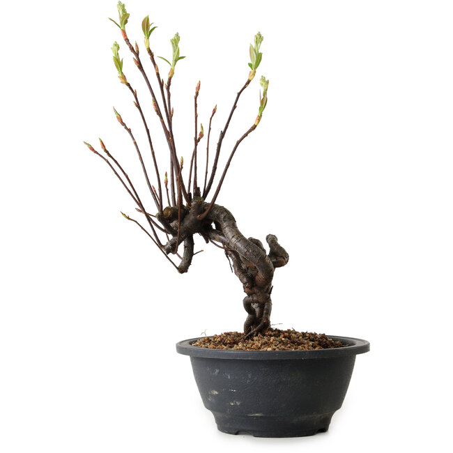 Pourthiaea villosa, 29 cm, ± 8 Jahre alt