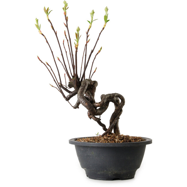 Pourthiaea villosa, 29 cm, ± 8 anni