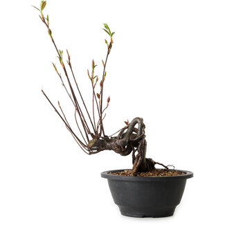 Pourthiaea villosa, 31 cm, ± 8 jaar oud