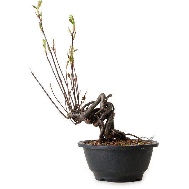 Pourthiaea villosa, 31 cm, ± 8 jaar oud