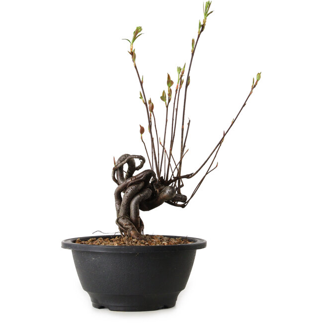 Pourthiaea villosa, 31 cm, ± 8 years old