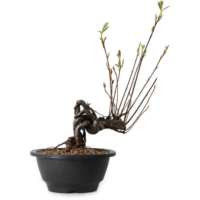 Pourthiaea villosa, 31 cm, ± 8 Jahre alt