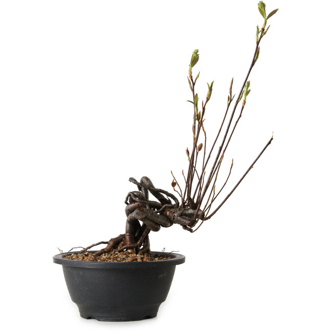 Pourthiaea villosa, 31 cm, ± 8 Jahre alt