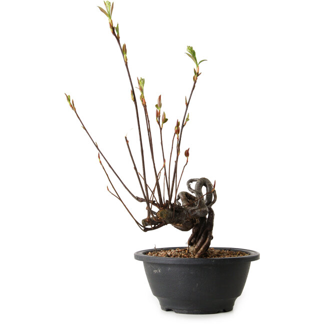 Pourthiaea villosa, 31 cm, ± 8 anni