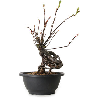 Pourthiaea villosa, 26 cm, ± 8 Jahre alt