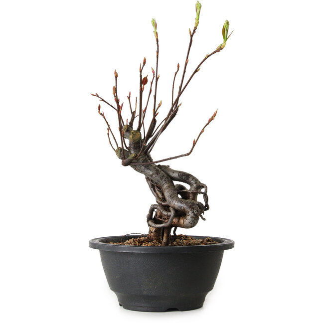 Pourthiaea villosa, 26 cm, ± 8 anni