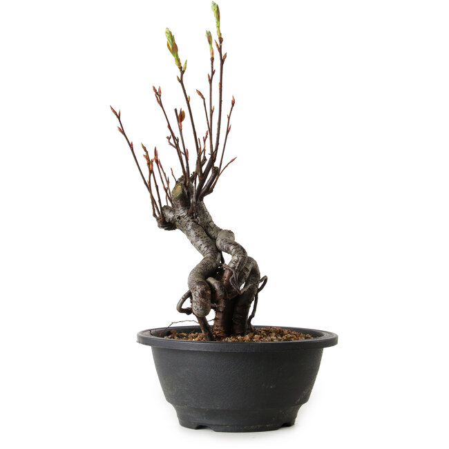 Pourthiaea villosa, 26 cm, ± 8 anni