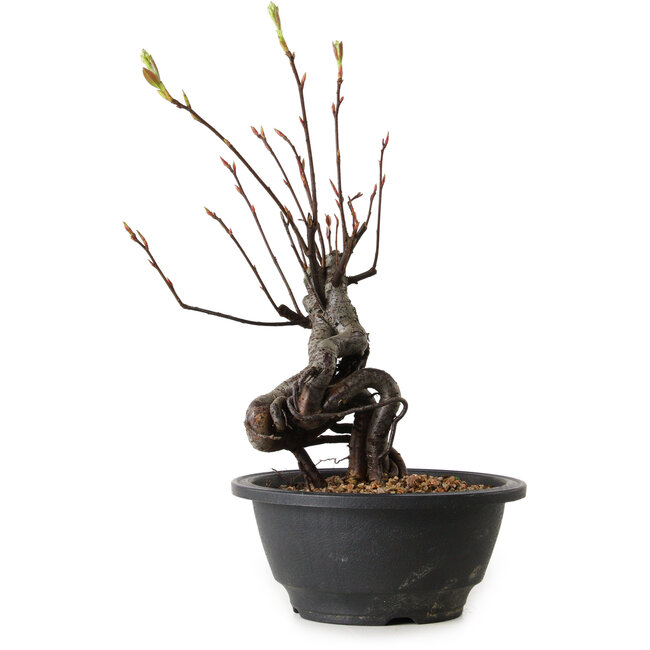 Pourthiaea villosa, 26 cm, ± 8 years old