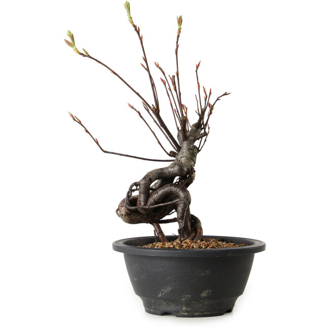 Pourthiaea villosa, 26 cm, ± 8 años de edad