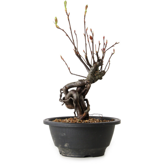 Pourthiaea villosa, 26 cm, ± 8 años de edad