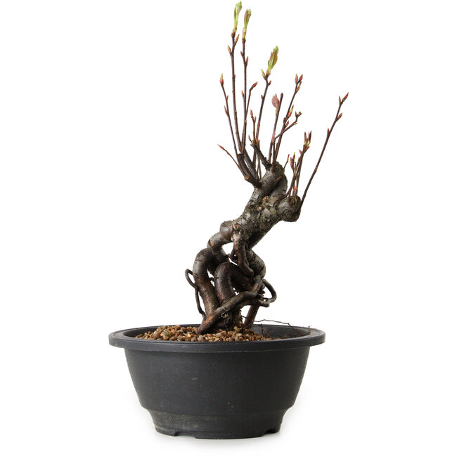 Pourthiaea villosa, 26 cm, ± 8 ans