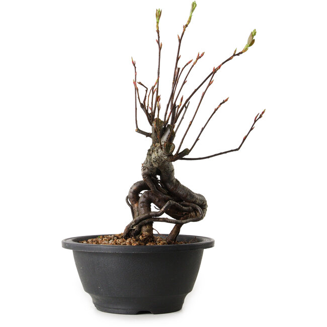 Pourthiaea villosa, 26 cm, ± 8 jaar oud