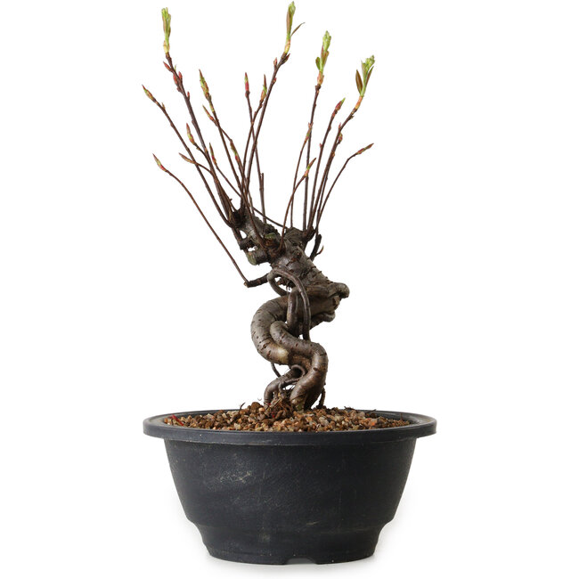 Pourthiaea villosa, 24 cm, ± 8 jaar oud