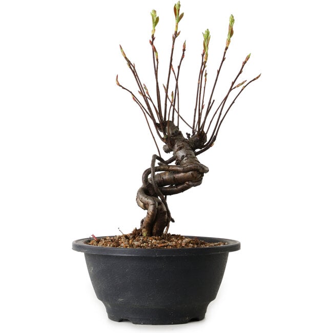 Pourthiaea villosa, 24 cm, ± 8 años de edad