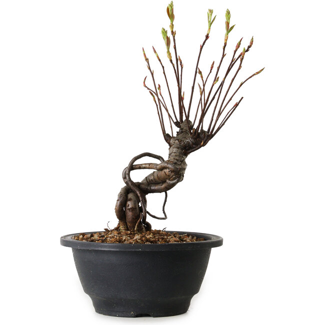 Pourthiaea villosa, 24 cm, ± 8 Jahre alt