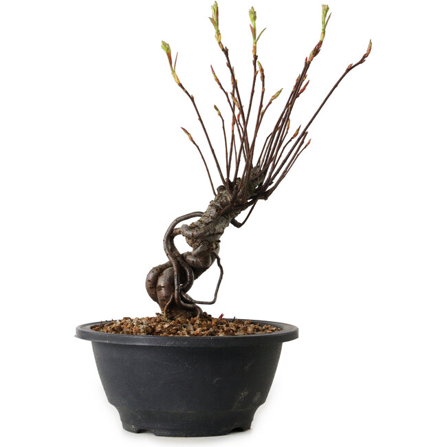 Pourthiaea villosa, 24 cm, ± 8 Jahre alt