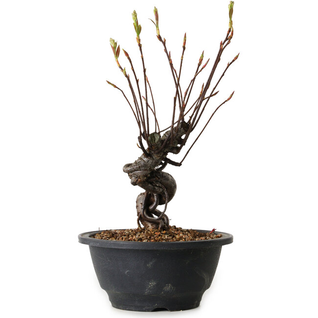 Pourthiaea villosa, 24 cm, ± 8 jaar oud