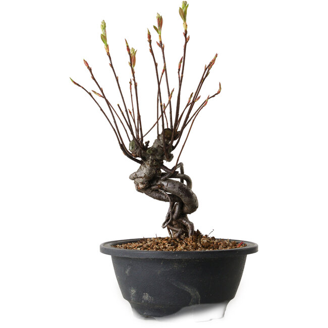 Pourthiaea villosa, 24 cm, ± 8 años de edad