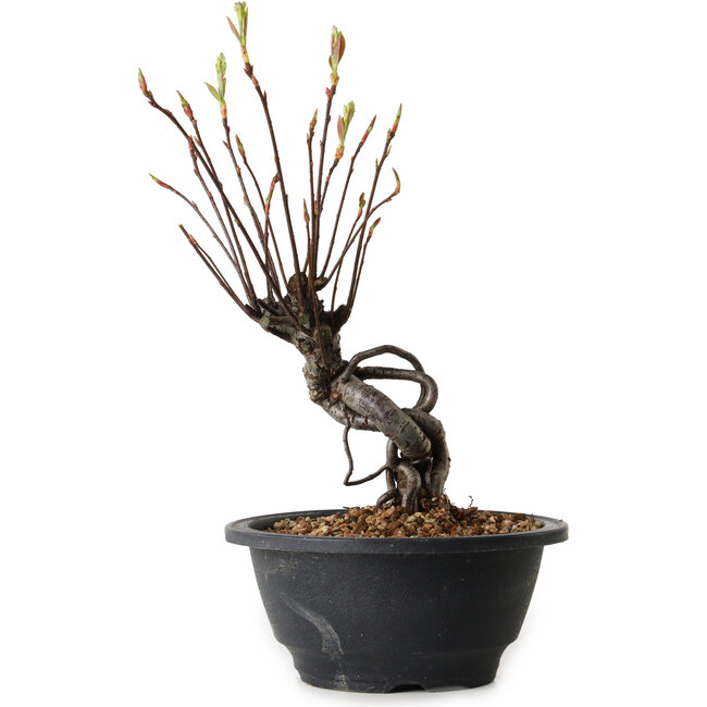 Pourthiaea villosa, 24 cm, ± 8 anni