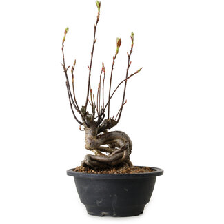 Pourthiaea villosa, 30 cm, ± 8 ans