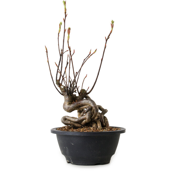 Pourthiaea villosa, 30 cm, ± 8 años de edad