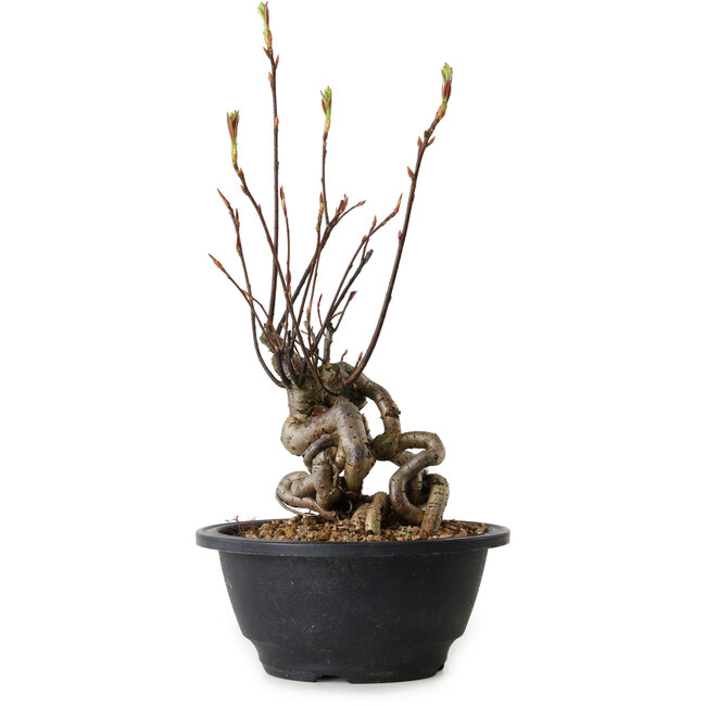 Pourthiaea villosa, 30 cm, ± 8 Jahre alt