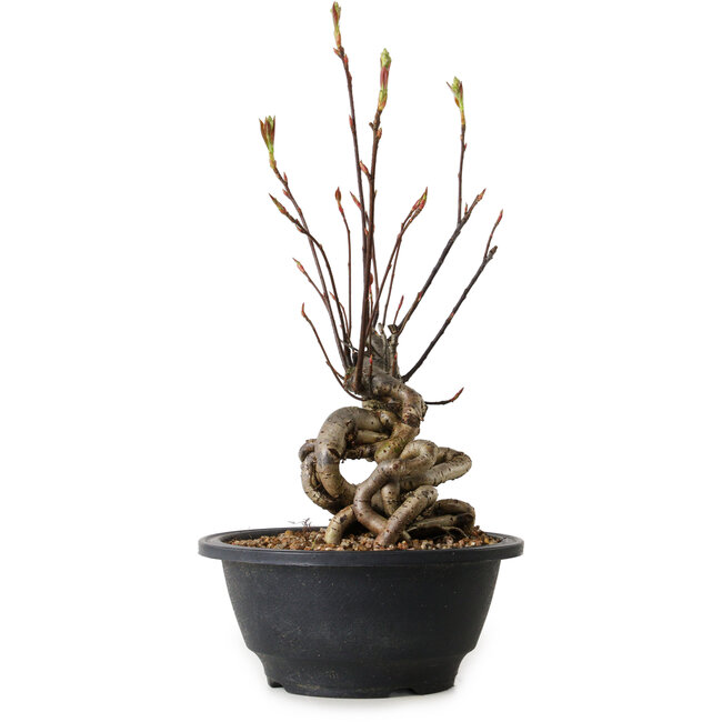 Pourthiaea villosa, 30 cm, ± 8 ans