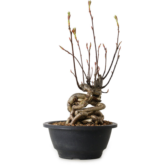 Pourthiaea villosa, 30 cm, ± 8 jaar oud